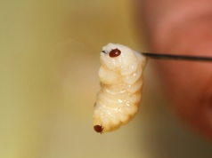 Warroza dziesiątkuje pszczoły we Flandrii: eksperci ostrzegają przed jeszcze groźniejszym roztoczem