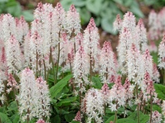 Mało kto je zna, a radzą sobie w cieniu najlepiej. Ogród wygląda zupełnie inaczej