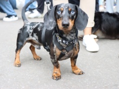 Kraków: wielkie wydarzenie dla czworonogów i ich właścicieli