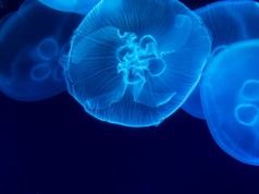 NASA wysłała tysiące tych zwierząt w kosmos. Ten eksperyment to prawdziwa petarda