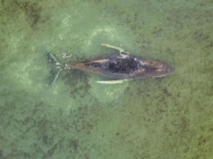 Utknął w Bałtyku po raz trzeci. Niemcy tracą już nadzieję