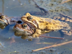 Żaby w czasie godów dziwnie się zachowują. Zaczęły udawać martwe