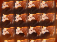 Wielki szwindel Januszów mleczarstwa