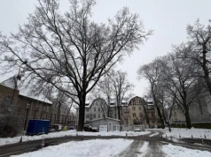 Arseniusz Finster: nie zgodzę się na wycinkę drzew przy Warszawskiej