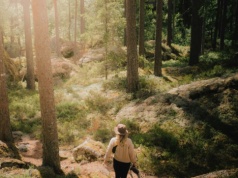 Stare lasy przechowują znacznie więcej węgla niż lasy gospodarcze