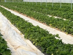 Mikoryza w truskawkach – zbuduj truskawkę pod ziemią, a odwdzięczy się plonem