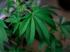 15 gramów i jeden krzak. Sejm może zalegalizować marihuanę jeszcze w 2026 roku