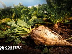 Polscy rolnicy otrzymują nową ochronę przed chorobami dzięki fungicydowi Queen™