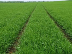 W jakich temperaturach stosować fungicydy. Jak zadbać o zdrowotność roślin?