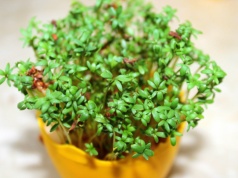 Chrom, witaminy i szybki wzrost. Rzeżucha to roślina idealna do codziennej diety