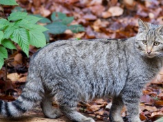Żbik jest krytycznie zagrożony. W Polsce żyje najwyżej 200 osobników