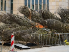 Złota się zazieleni. W centrum przybędzie kilkadziesiąt dużych drzew