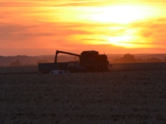 Koniec mandatów za hałas w żniwa i zapachy. Rolnicy zyskają nowe prawa