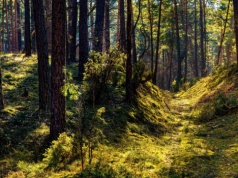 Ustawa o lasach wymaga uproszczenia. Powiaty sceptyczne wobec projektu nowelizacji