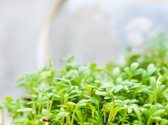 Nie tylko rzeżucha. Te kiełki też warto wysiać przed Wielkanocą