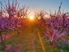 Oto największa wiosenna atrakcja Grecji. "Tego warto doświadczyć chociaż raz w życiu"
