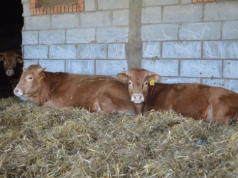 Rolnicy tracą dopłaty po kontroli. Taka wiata dla bydła nie przejdzie