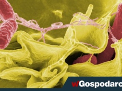 Salmonella bardziej niebezpieczna niż myślisz