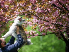 Posadź teraz, a zbierzesz więcej. Moment decyduje o plonach czereśni