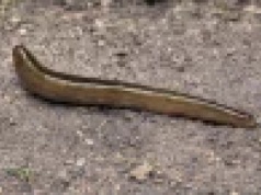 Zabójca dżdżownic już (prawie) w Polsce