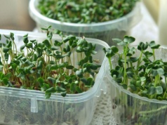 W Wielkanoc nie może zabraknąć jej na stole. Czy rzeżuchę należy siać w ziemi czy na wacie?