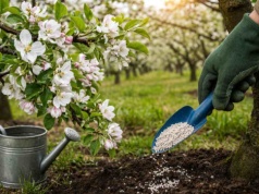 Sypiesz to wiosną pod drzewami? Jeśli nie, zbierasz 3x mniej owoców