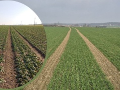 Leaxo 200 SL na wczesnowiosenne zabiegi w rzepaku i zbożach