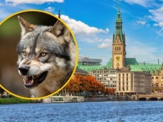 Szokujący atak wilka w centrum miasta. Ugryzł kobietę w twarz