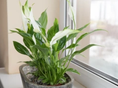 Wsyp szczyptę tego białego proszku do doniczki ze skrzydłokwiatem. Nowe pąki po 3 tygodniach