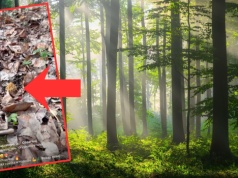 Poszedł na grzyby w marcu. Oto co znalazł. "Długo czekałem"