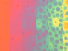 Wygląda jak trik z natury, ale to nowy pomysł na inteligentne materiały