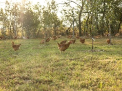 Od rosołu po nuggetsy. Kurczak w dziecięcym menu