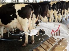 Mleko tanieje, a produkcji wciąż przybywa. Na odbicie za wcześnie