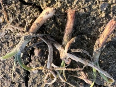 Wyjątkowo trudny sezon dla producentów cebuli ozimej. Rolnicy likwidują plantacje