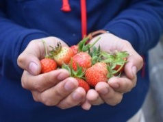 Mówią, ile zapłacimy w tym roku za truskawki. Tanio nie będzie