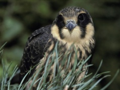 Mało kto potrafi złapać w locie szybkie jerzyki. Ten ptak to potrafi