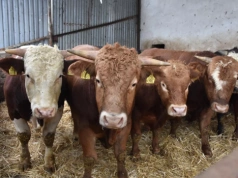 Ceny bydła przed Wielkanocą 2026. Ile dziś płacą za byka, jałówkę i krowę?