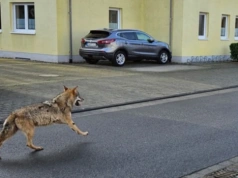 Niemcy: Atak wilka w centrum Hamburga. Zwierzę rzuciło się na kobietę