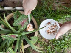 Wystarczy pokruszyć i podsypać. Rośliny ci za to podziękują