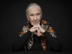 Już za trzy dni pierwszy Światowy Dzień Jane Goodall
