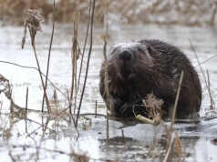 Leśnicy zadecydowali w sprawie odstrzału bobrów. „To wielka sprawa”