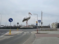 Wójt gminy Sokołów Podlaski Janusz Kur chce ozdobić rondo... bocianem za blisko 50 tys. zł