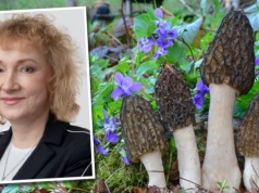 Te grzyby pojawiły się już w lasach. Pachną jak wołowina, ale to nie koniec niespodzianek