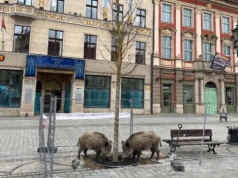 Dziki wtargnęły na wrocławski Rynek. Pomyliły go z lasem!