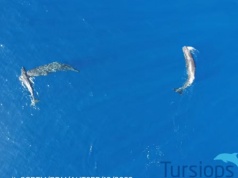 Po raz pierwszy opisano kaszaloty zderzające się głowami