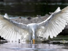 Międzynarodowy Dzień Ptaków 2026. Gdzie są ptaki, tam jest woda