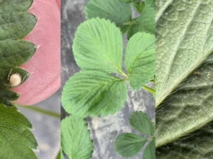 Szkodniki atakują truskawki – to nie żart!