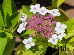 Ta hortensja radzi sobie tam, gdzie inne giną. Ogrodnicy są zachwyceni