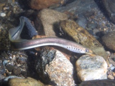 Sukces holenderskich naukowców. Potwierdzono skuteczne rozmnażanie rzadkiego minoga rzecznego