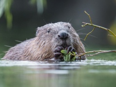 Leśnicy chcieli zabić 35 bobrów. W sprawie nastąpił nagły zwrot